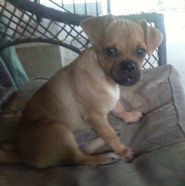 My puppy Teddy.